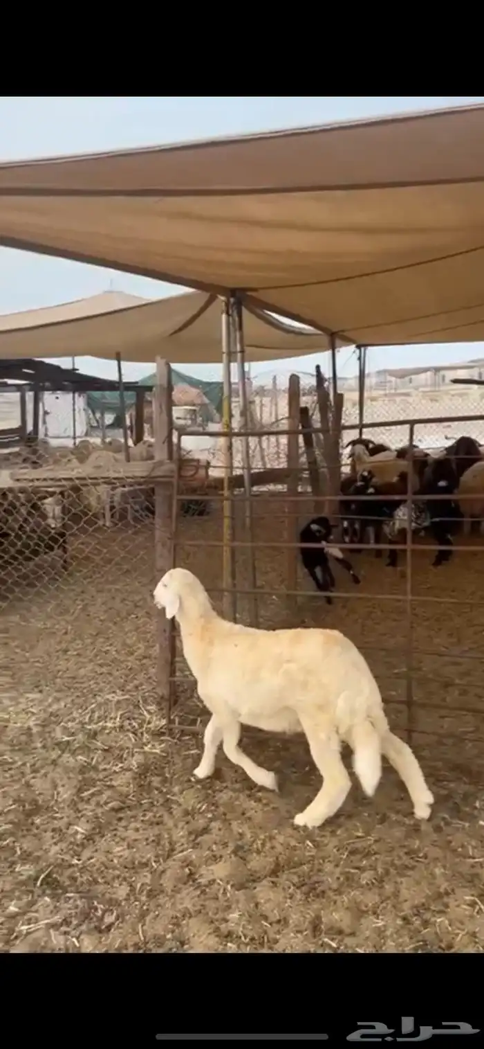 طلي خمس اشهور 2