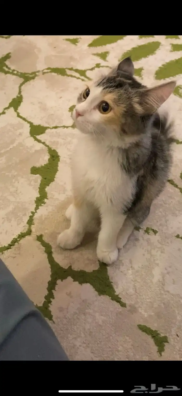 قطط اخوان صغار للتبني مجانا 4