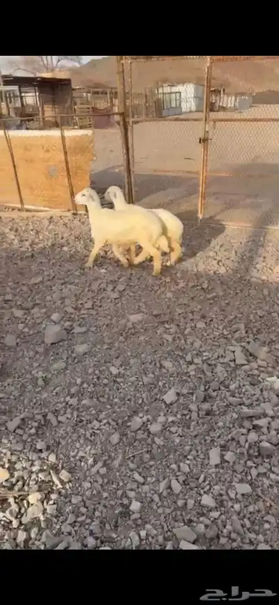 طليان ذبايح 0