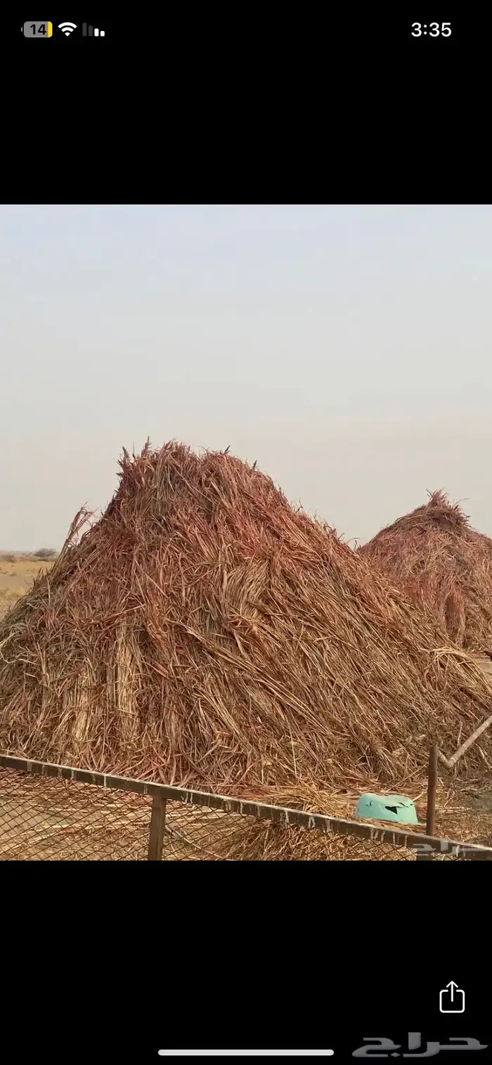 علف عقد طيب وجديد له اسبوعين محصود شرق حلي 0