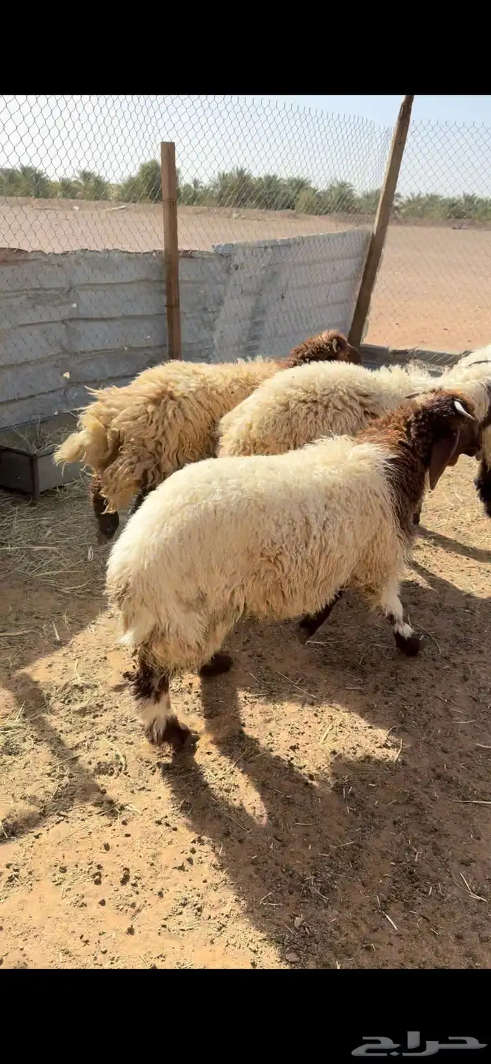 طليان نعيم 3