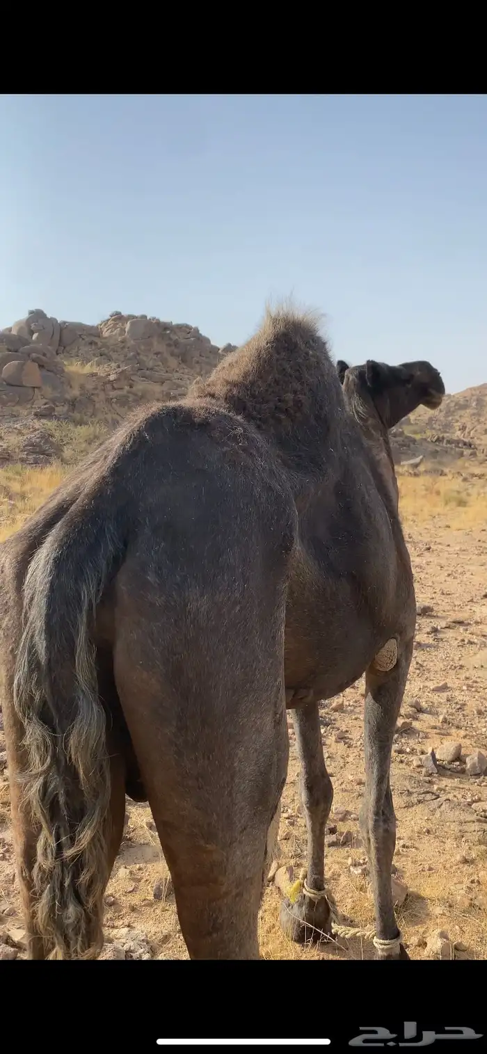 ناقة مجهم كفو مبيوع حاشيها 1