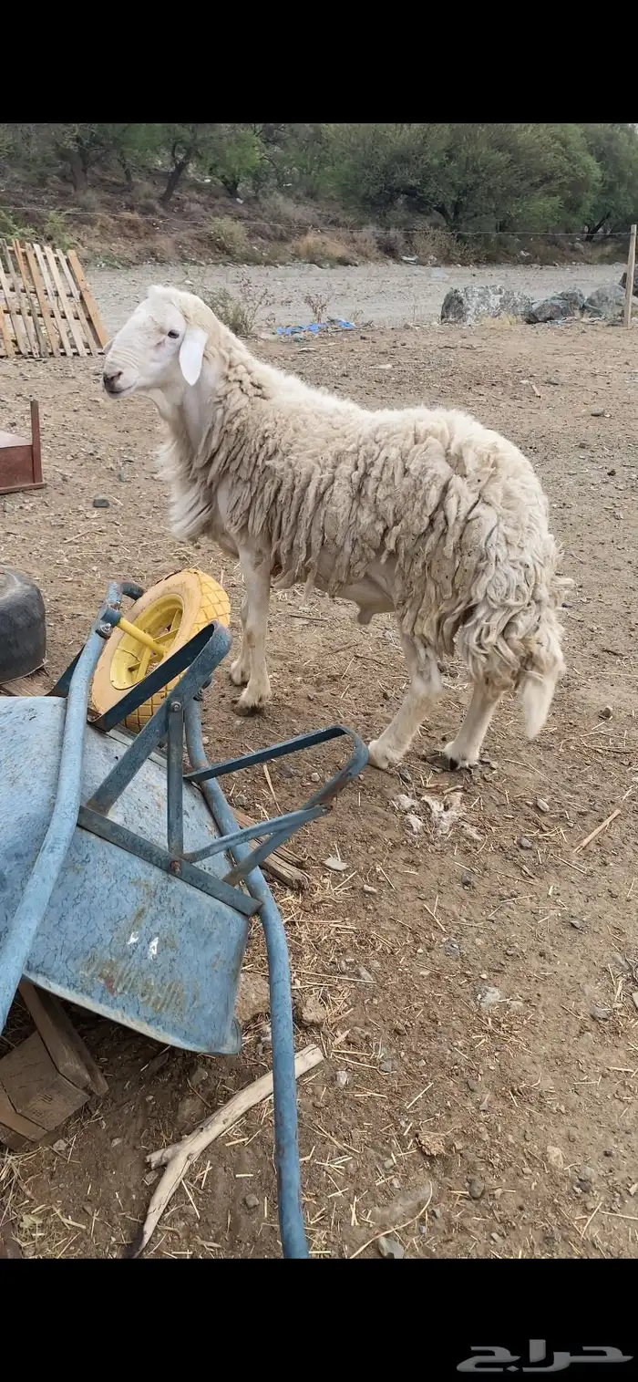 طلي فحل صنف مشروط 2