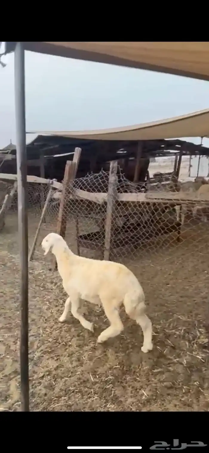 طلي خمس اشهور 1