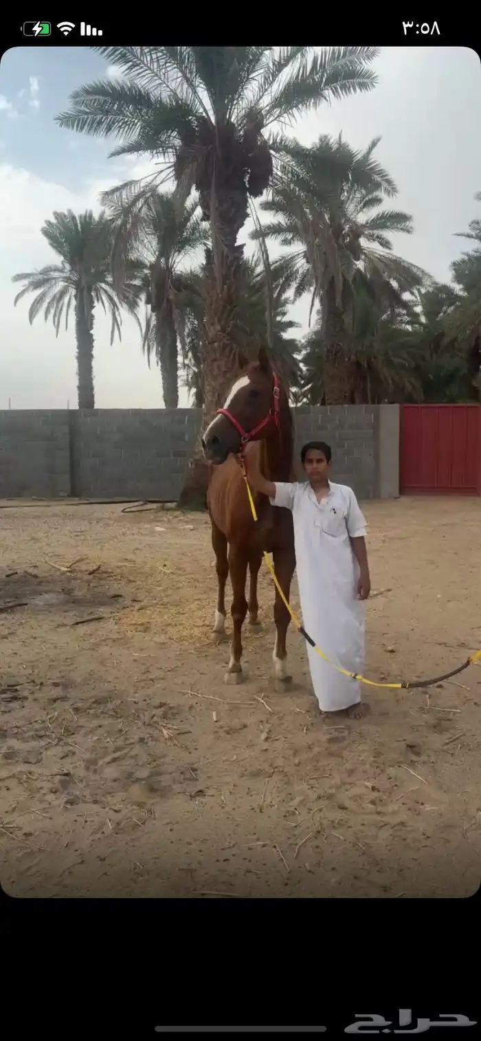 فرس كفو سيوقه 0