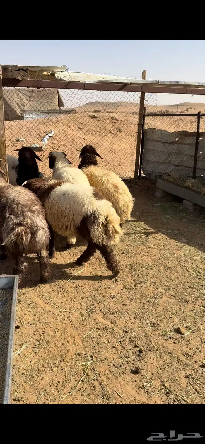 طليان نعيم 2