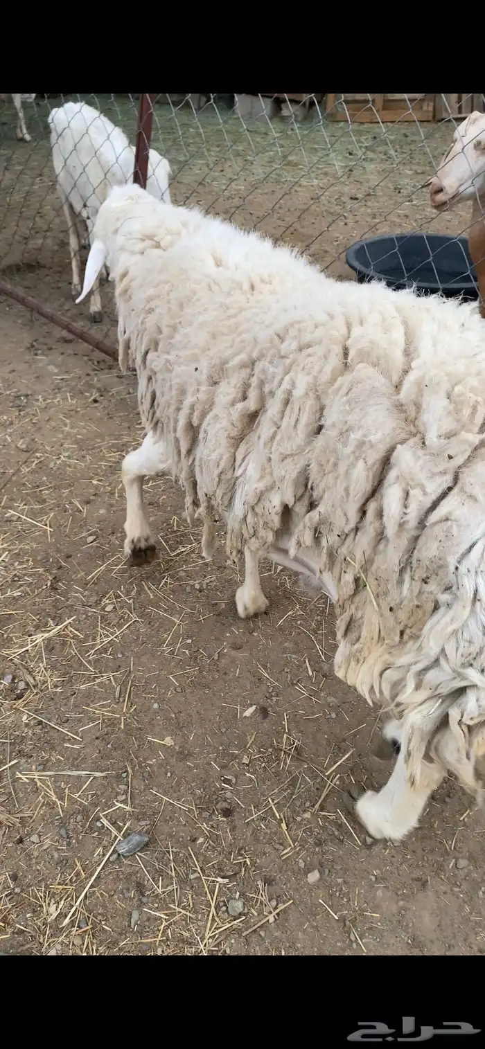طلي فحل صنف مشروط 4