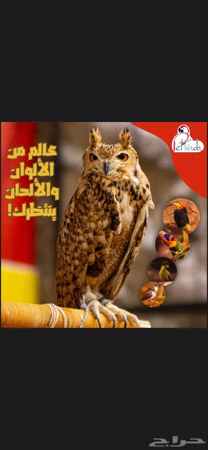 مصمم جرفيك دزاين سوشيل ميديا بوستات رول اب 2