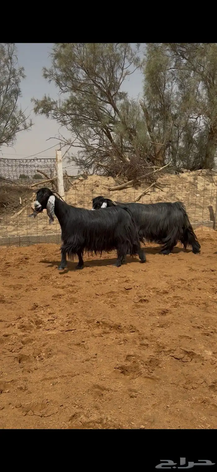 ماعز عوارض خصم دفيع ومضاريع 0