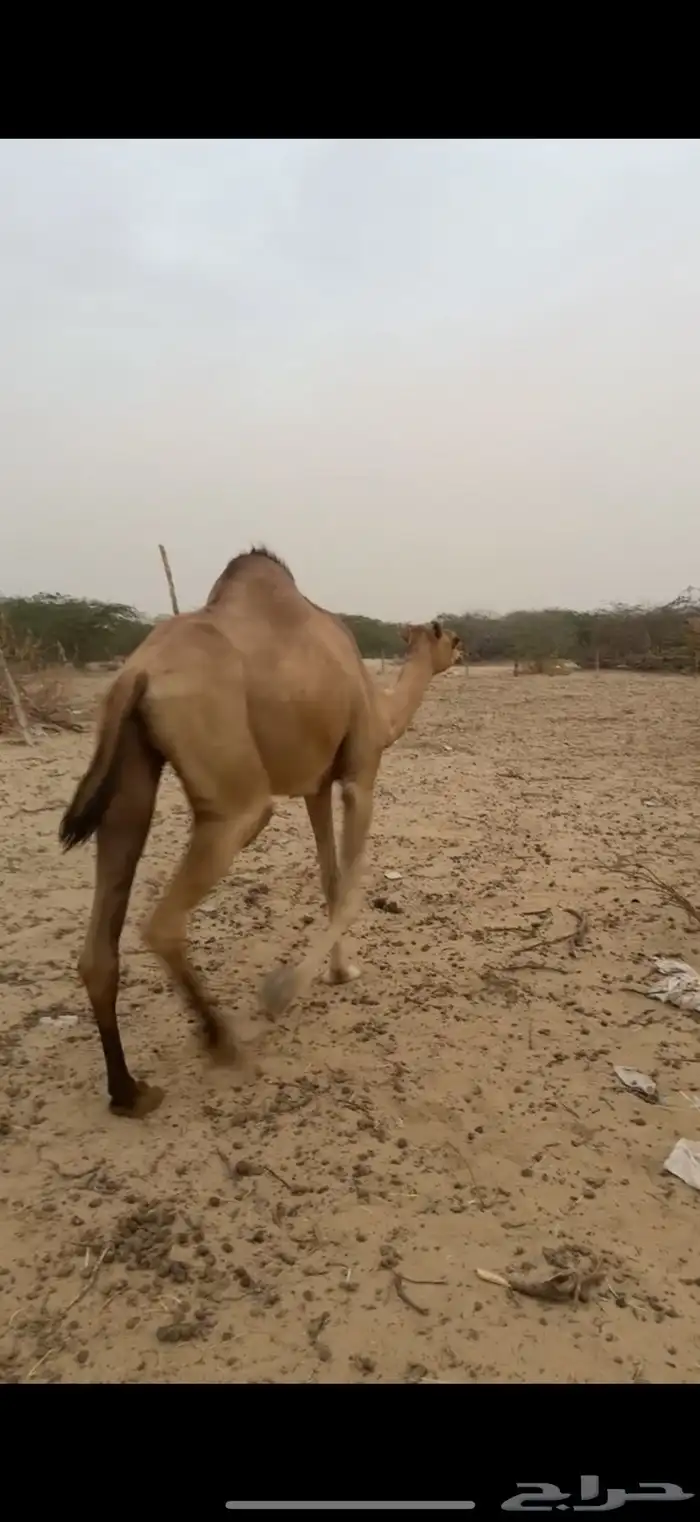 بكره ساحليه جذعه 3