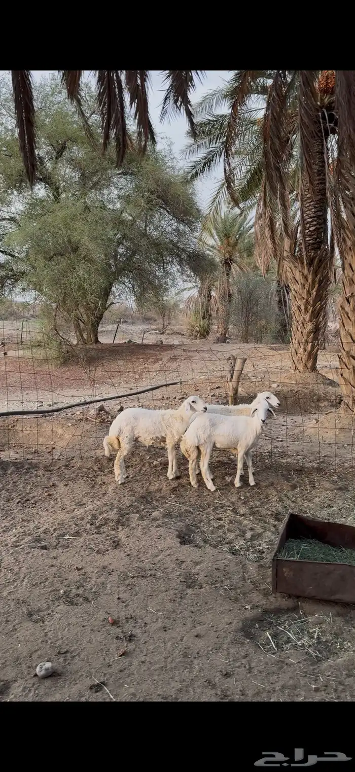 رخال نظيفة ومقفله شحم للبيع جمله وتفريد 2