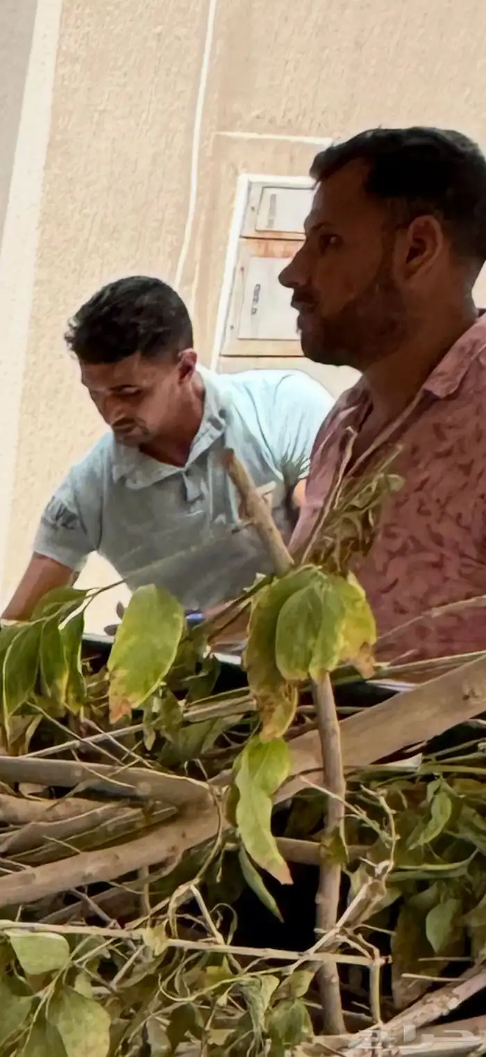 جميع انواع التيل الطبيعي 5