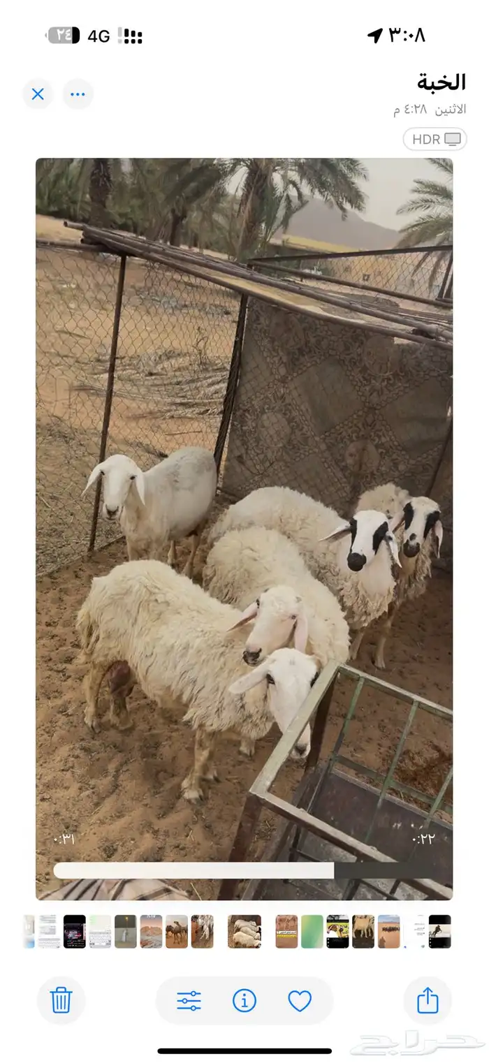حريات مواليد اتوام 3