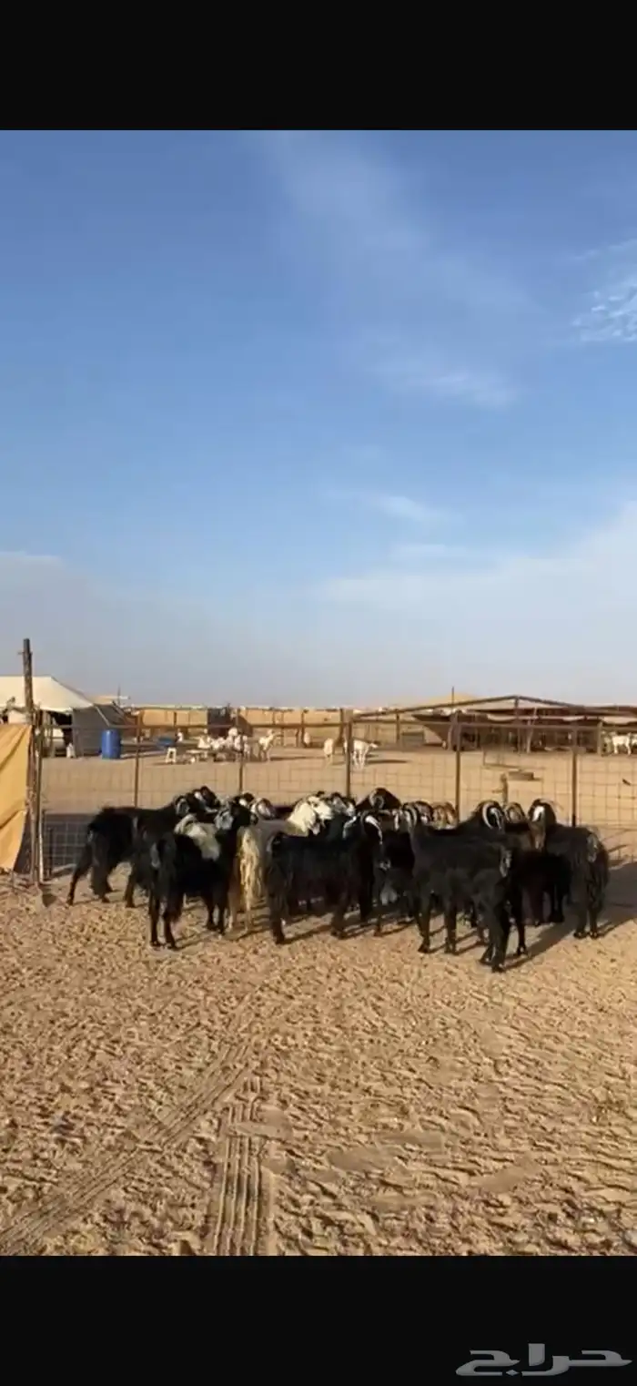 معزاء حليب 1