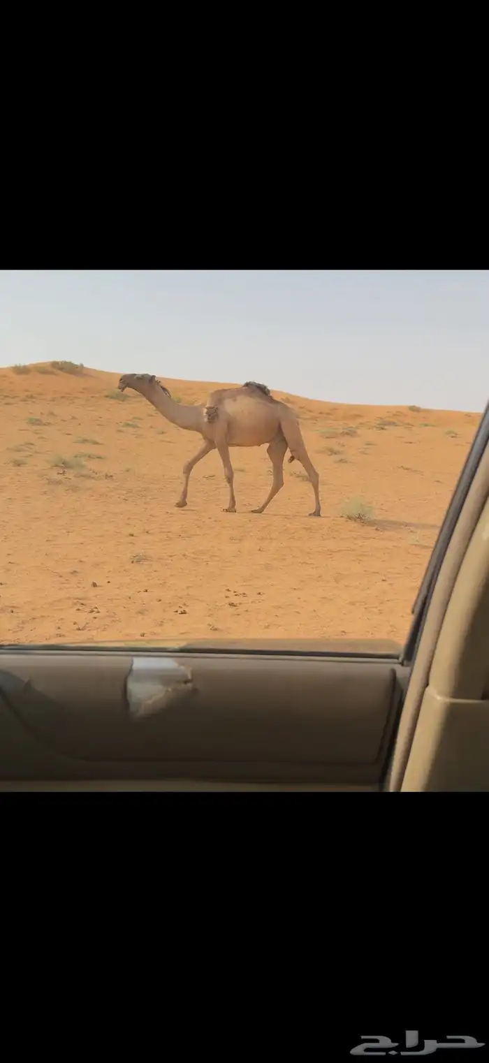 قعود اصفر رماني 8