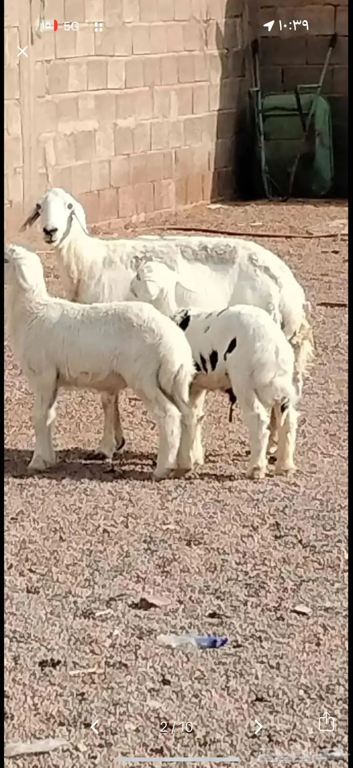 حريات مواليد اتوام 5