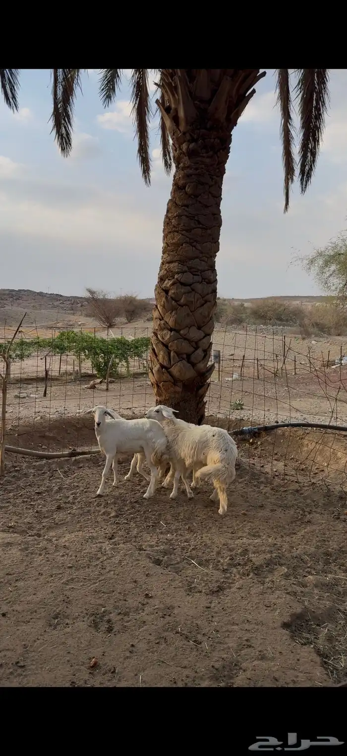 رخال نظيفة ومقفله شحم للبيع جمله وتفريد 0