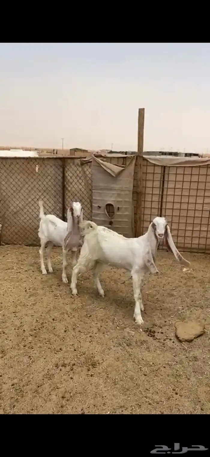 جفرات هولندي صنف 2
