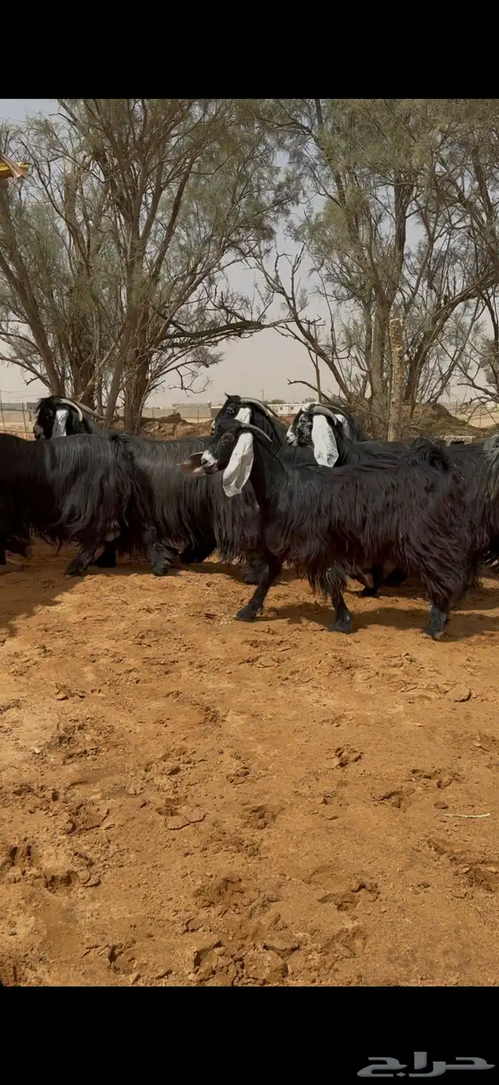 ماعز عوارض خصم دفيع ومضاريع 4