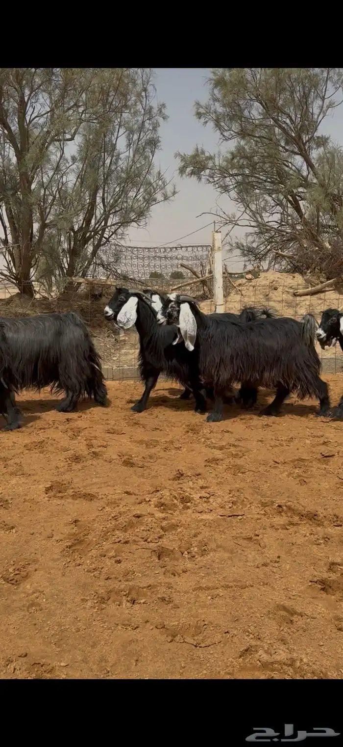 ماعز عوارض خصم دفيع ومضاريع 5