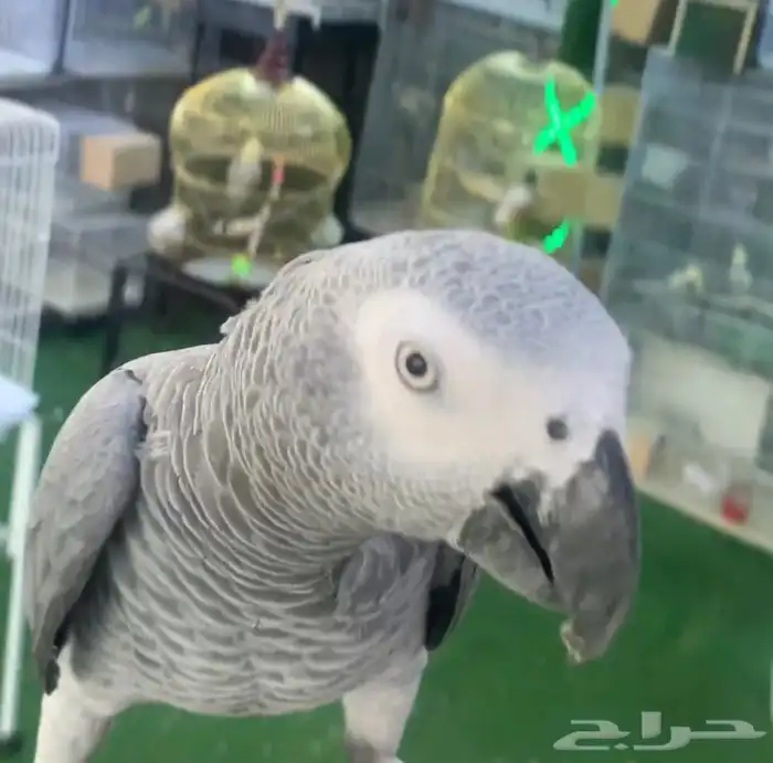 للبيع ببغاء كاسكو اليف متكلم 2