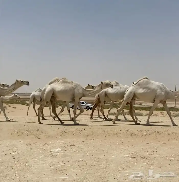 ابل ذود وضح ككفو وطيبه للبيع 5