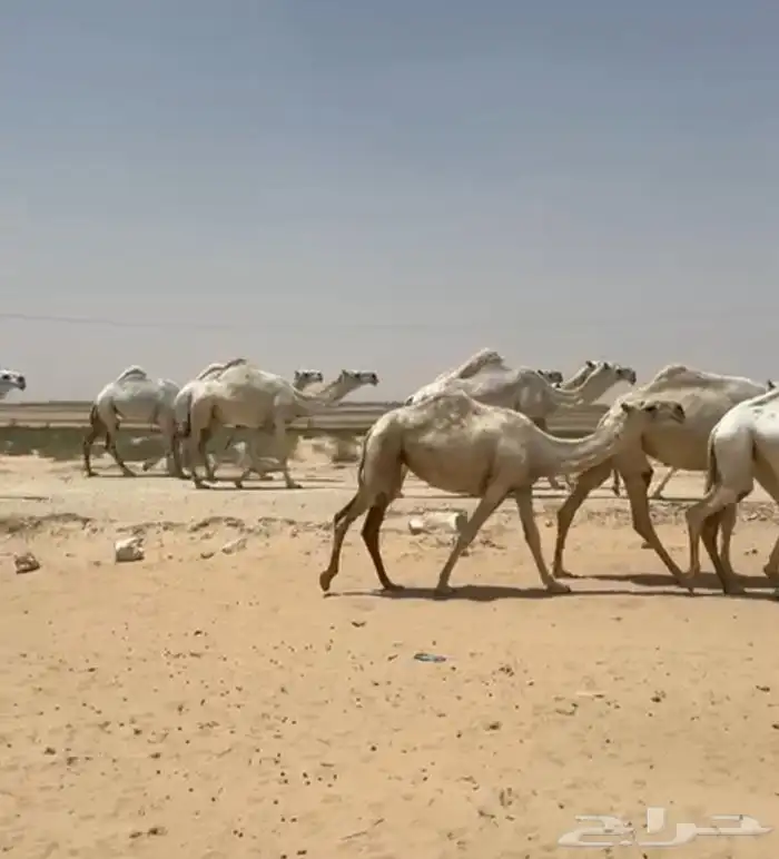 ابل ذود وضح ككفو وطيبه للبيع 7