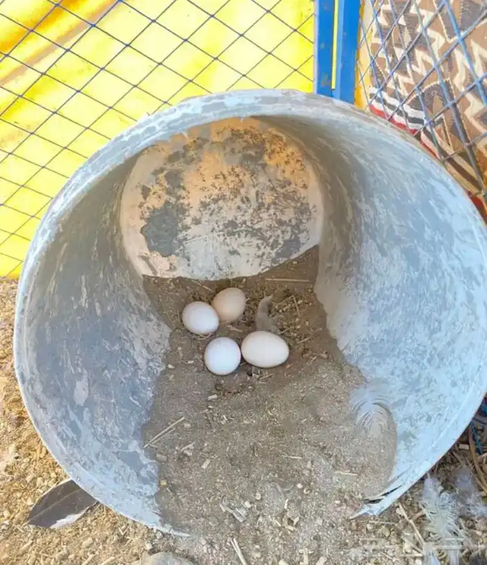 براهما كولومبي خوراج بشاير 4