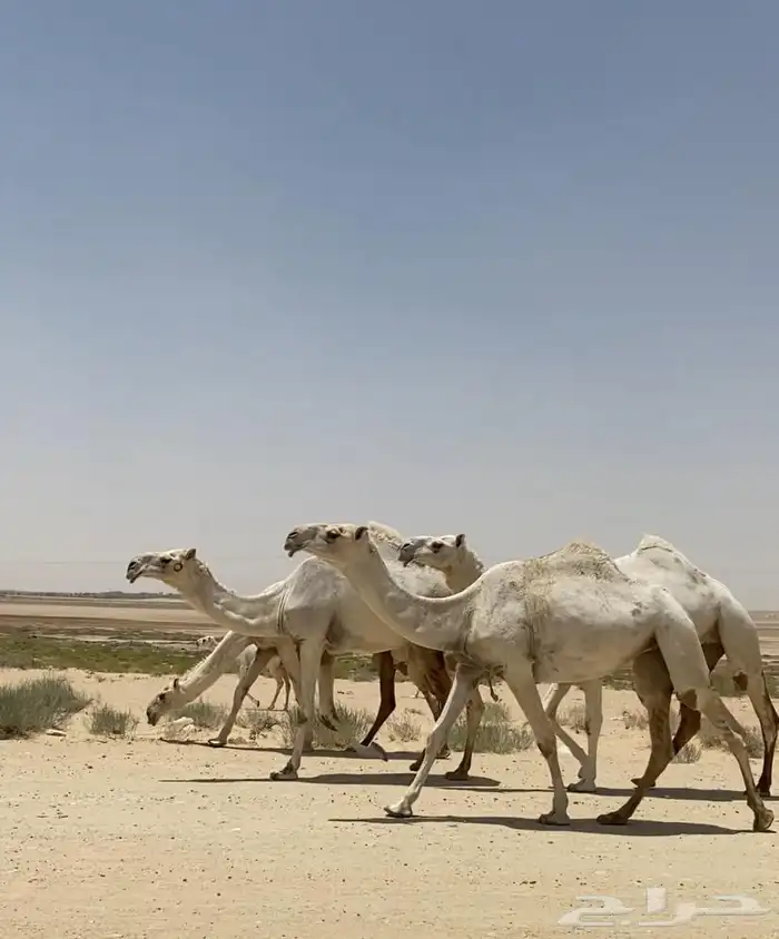 ابل ذود وضح ككفو وطيبه للبيع 2