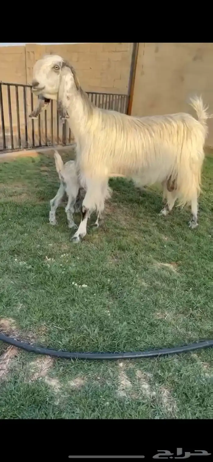 للبيع عنز مطوره والد خصصم 1