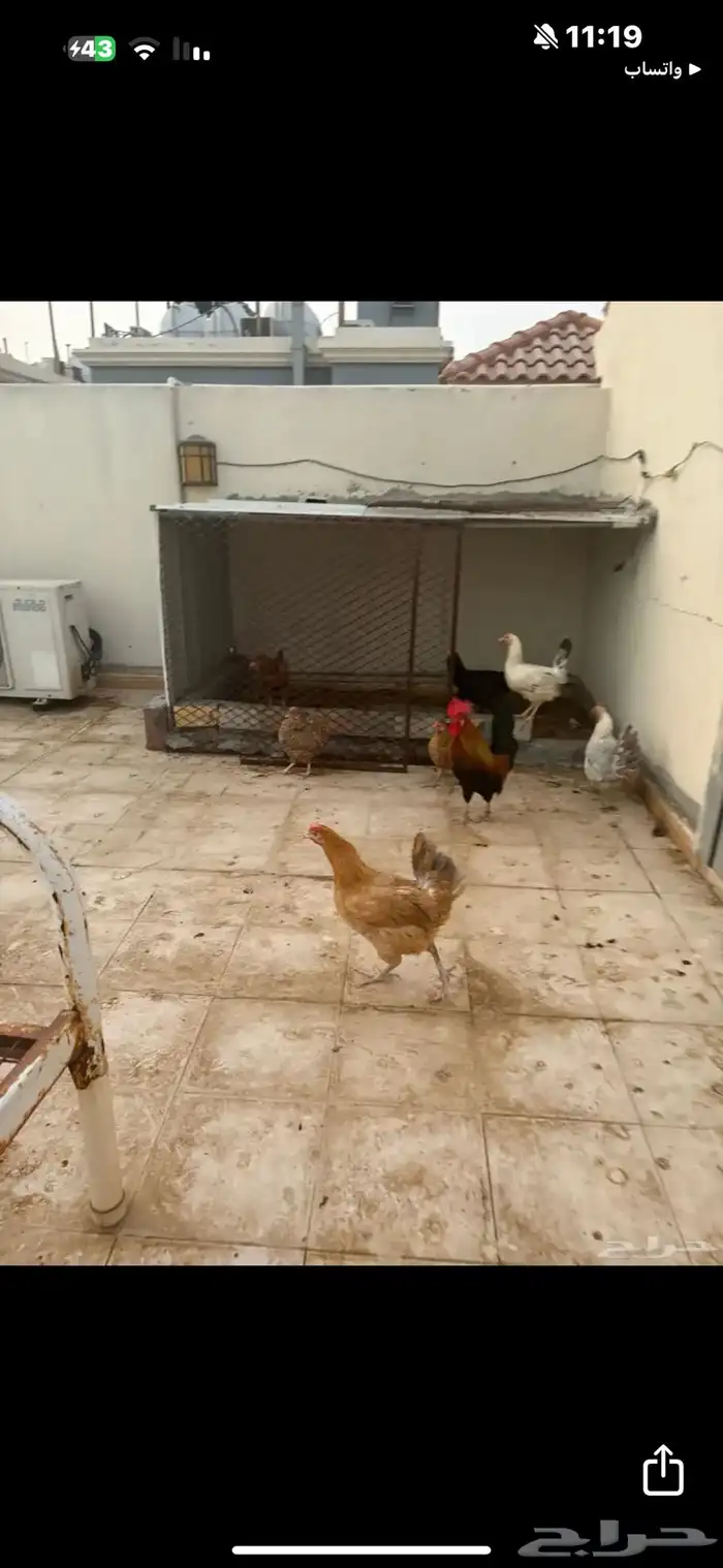 دجاج بلدي 3