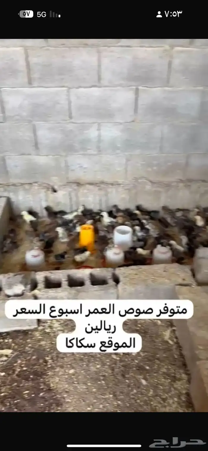 صوص مشكل 1