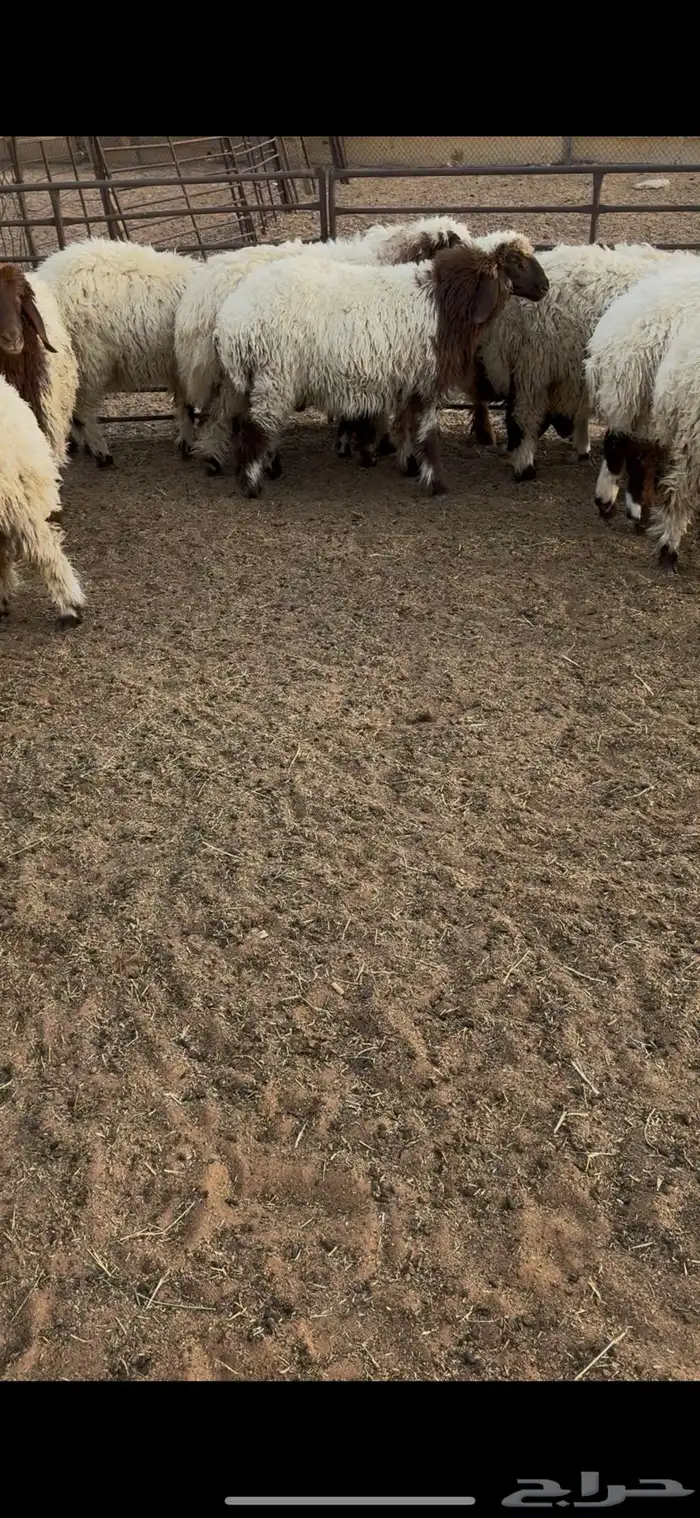 للبيع نعيم فيه رخال وخرفان العدد 14 1