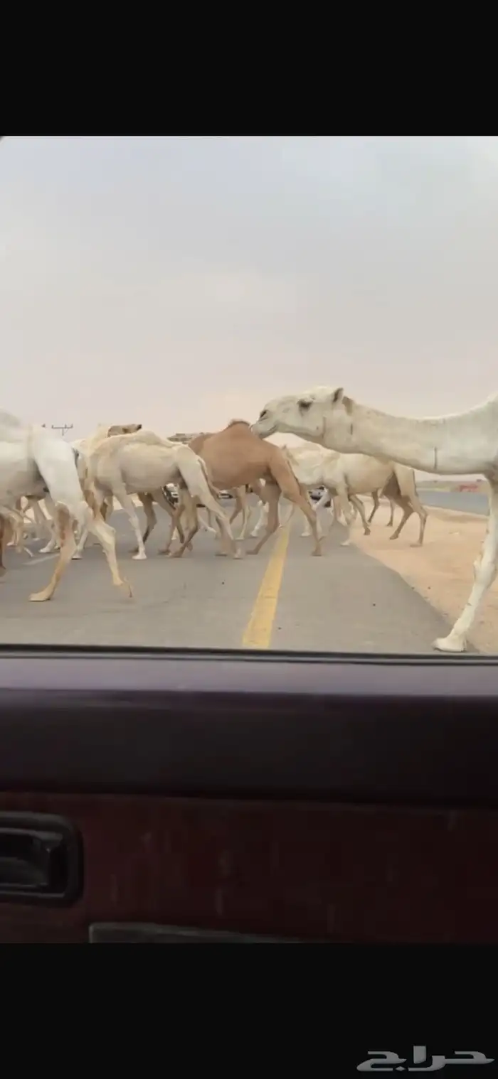 لبيع ذود إلا توص ل الصامل بس 10