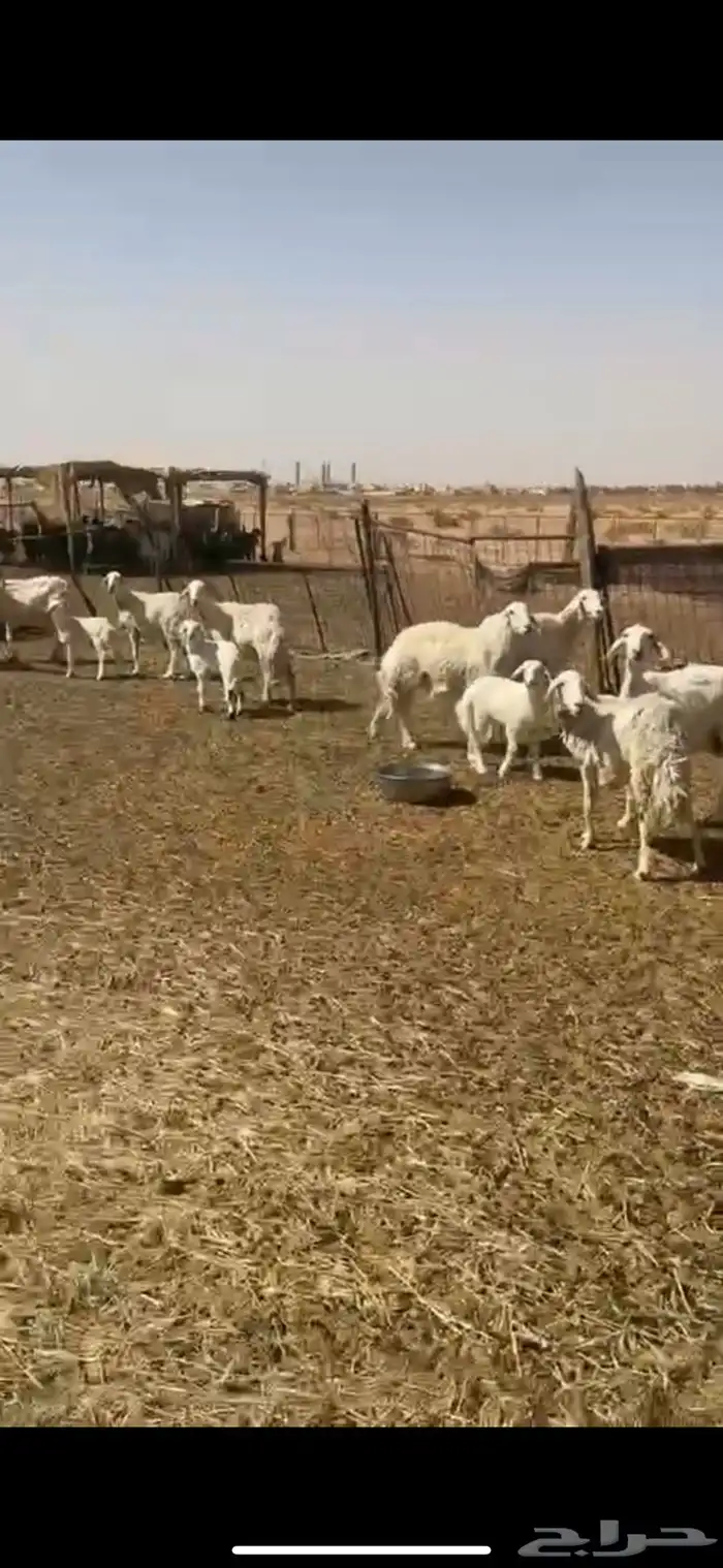 غنم للبيع حريات حرش مقاني 3