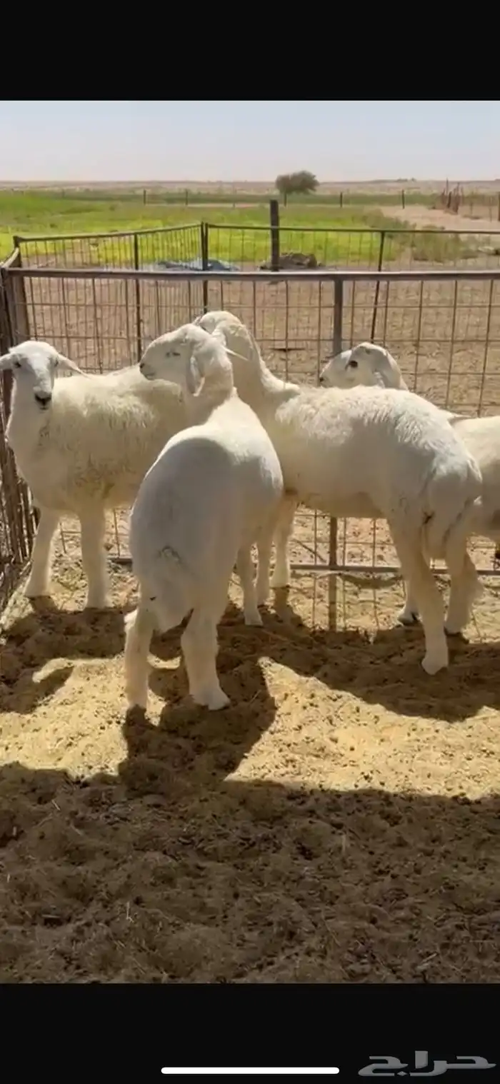طليان 0