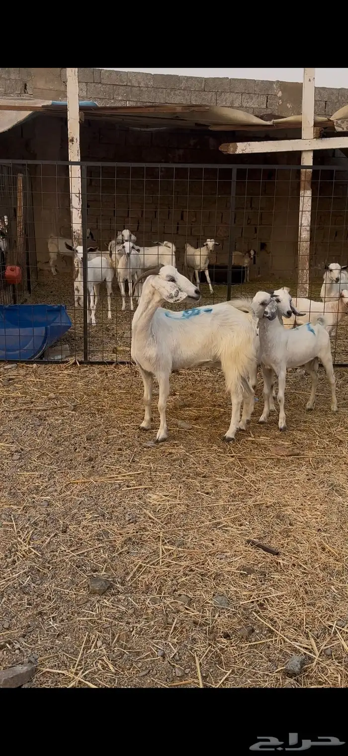 عنز خلفه يتبعها ذبايح ودافع 0