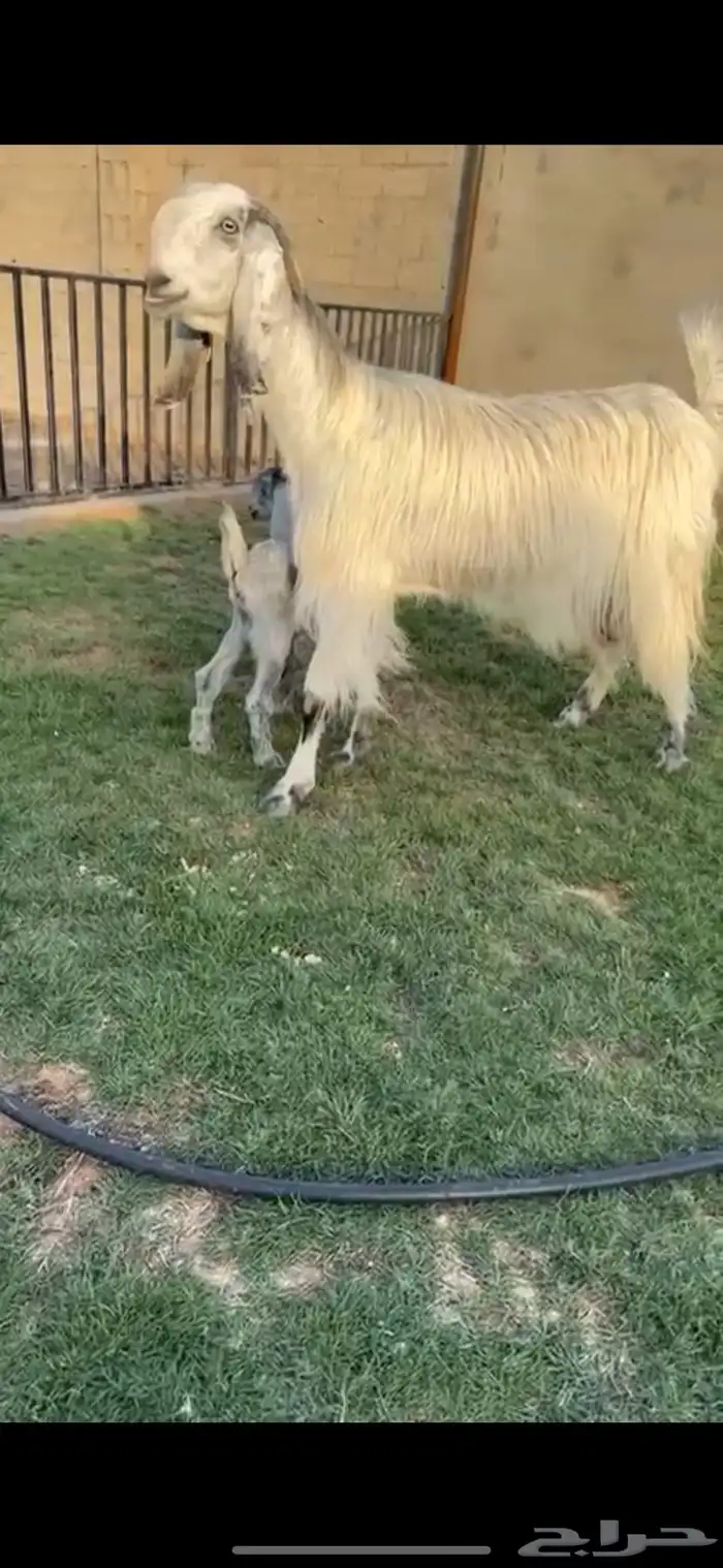 للبيع عنز مطوره والد خصصم 0