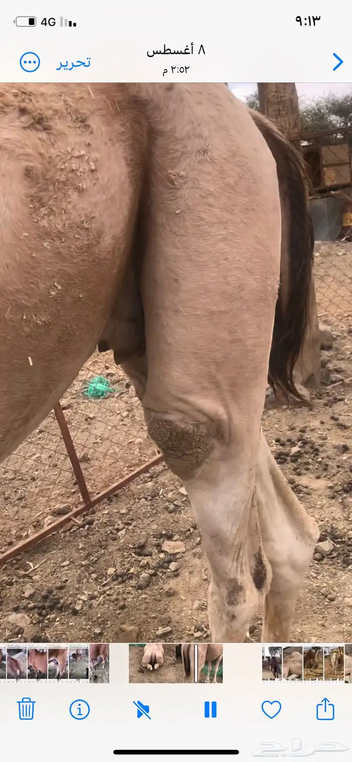 ناقة رباع ام ثاني 2
