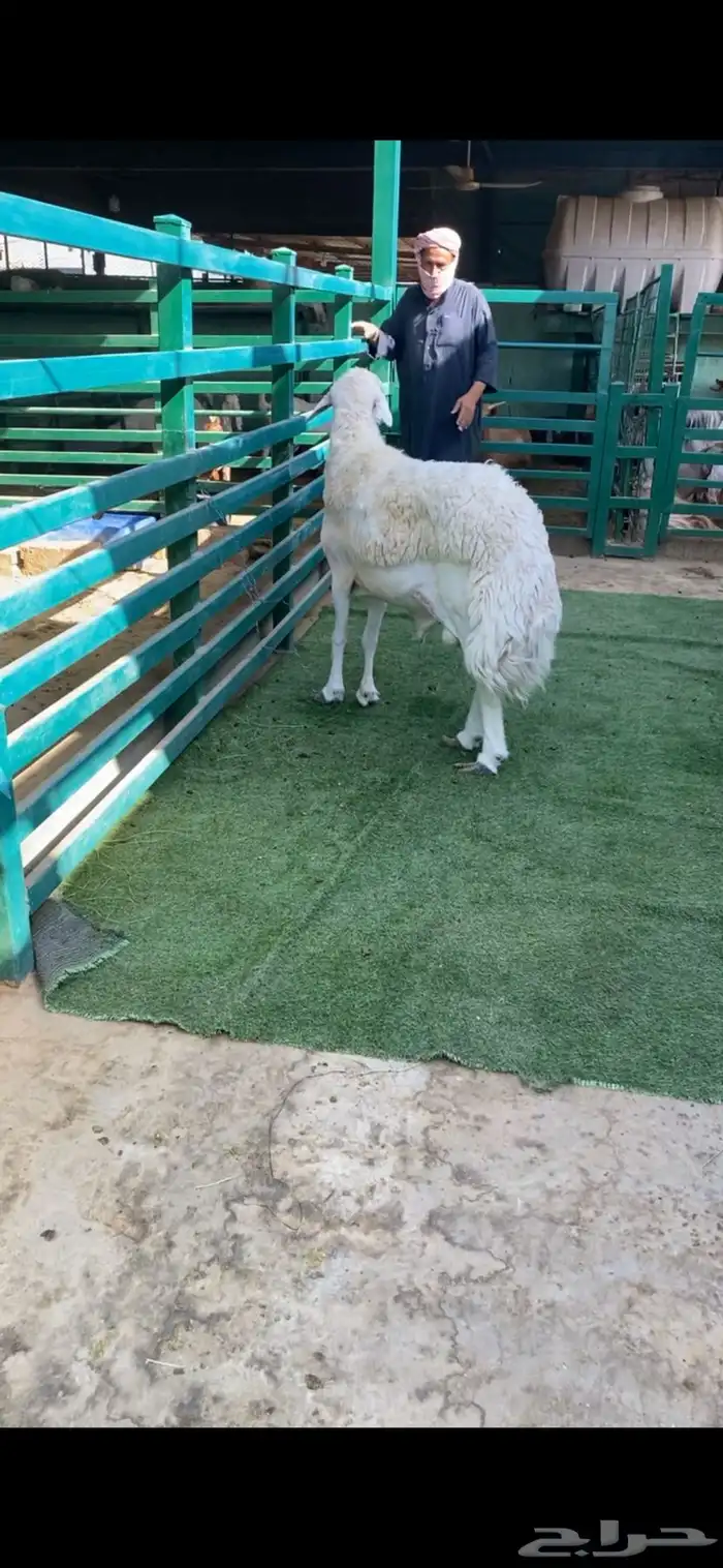 فحل حري مشروط 2