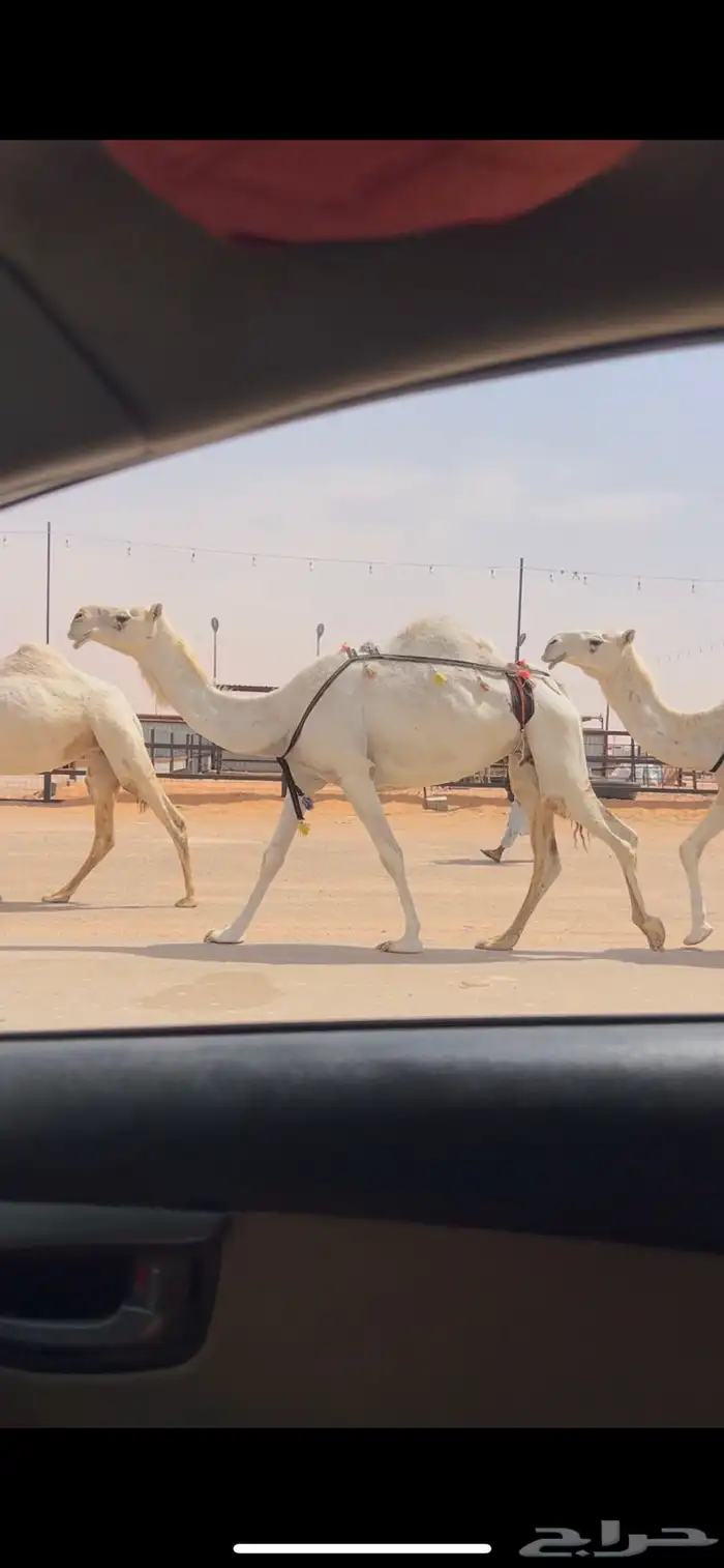 ضروبه ضريبه وضحا طيبه وعظمها طيب 1