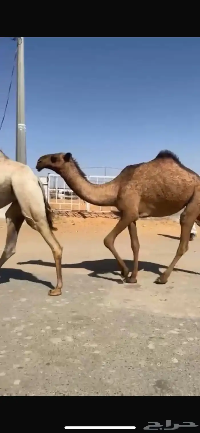 الحقه الفريحيه 0
