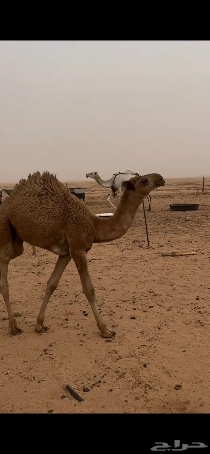 قعود العمر 4 اشهر 3