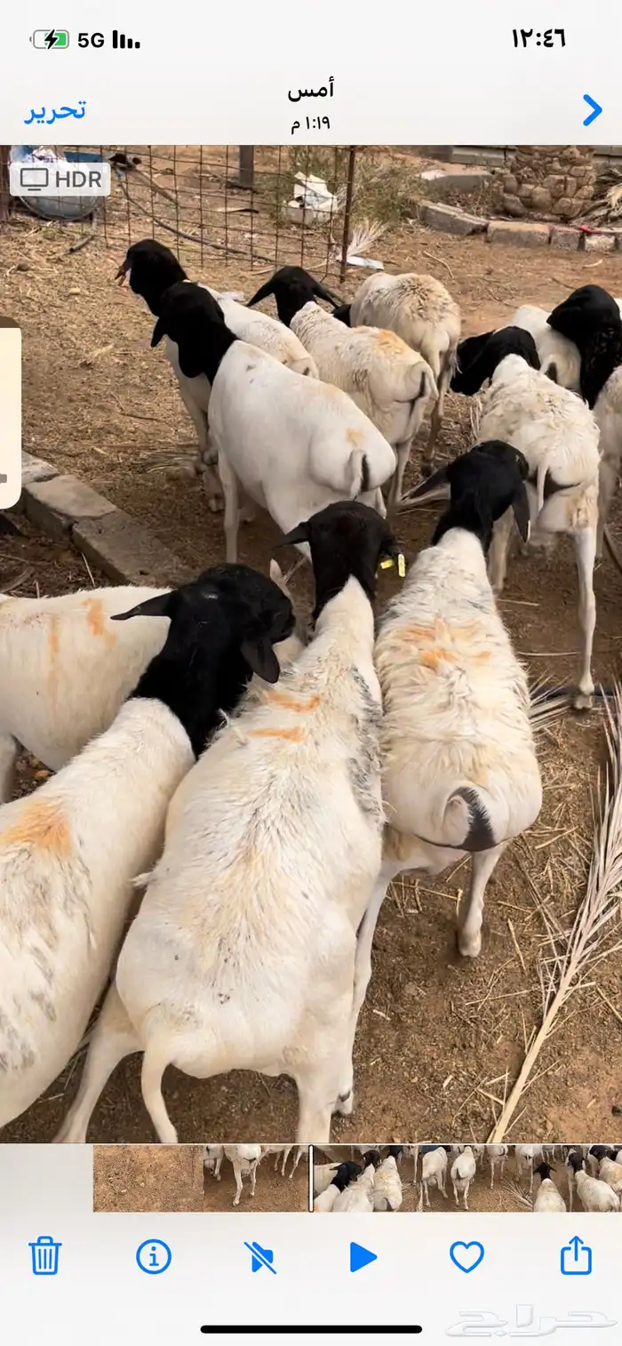 برابر مرابي 0