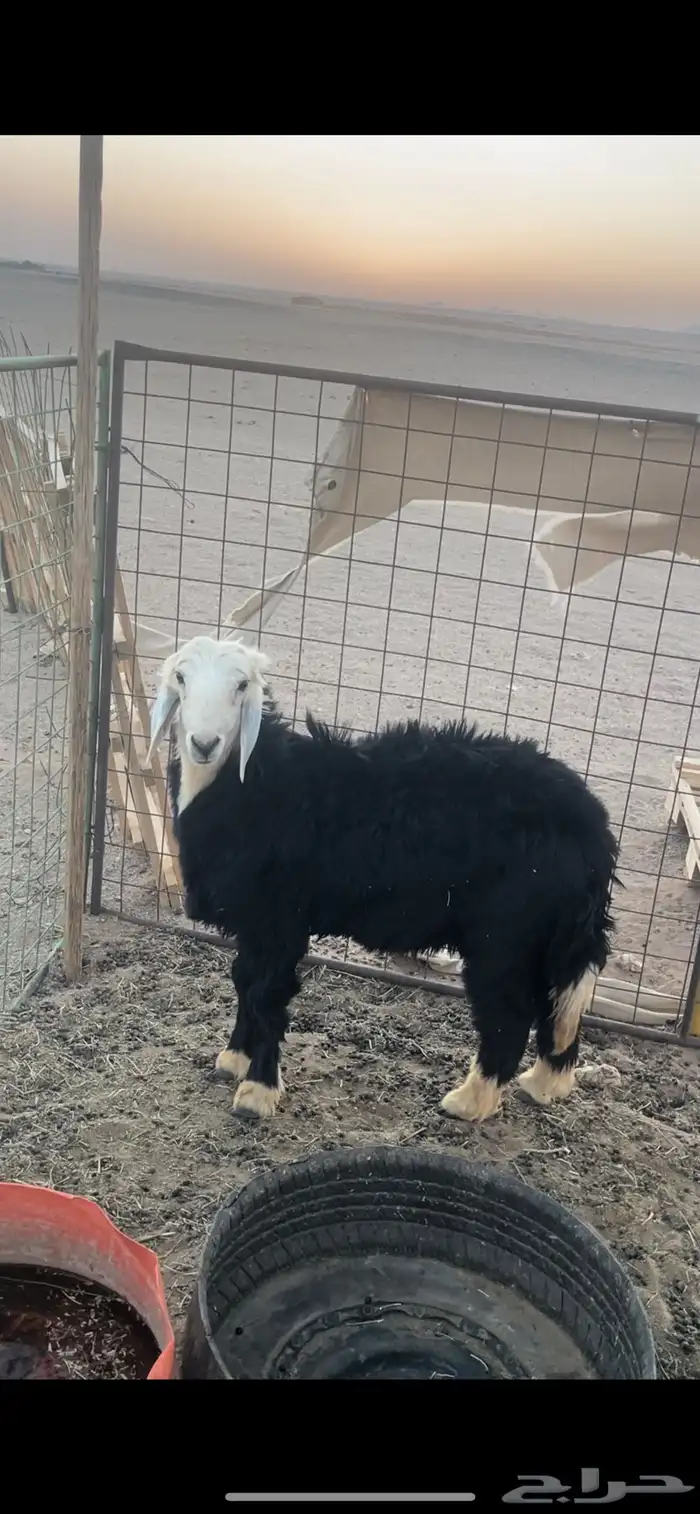 خروف 6 شهور 0