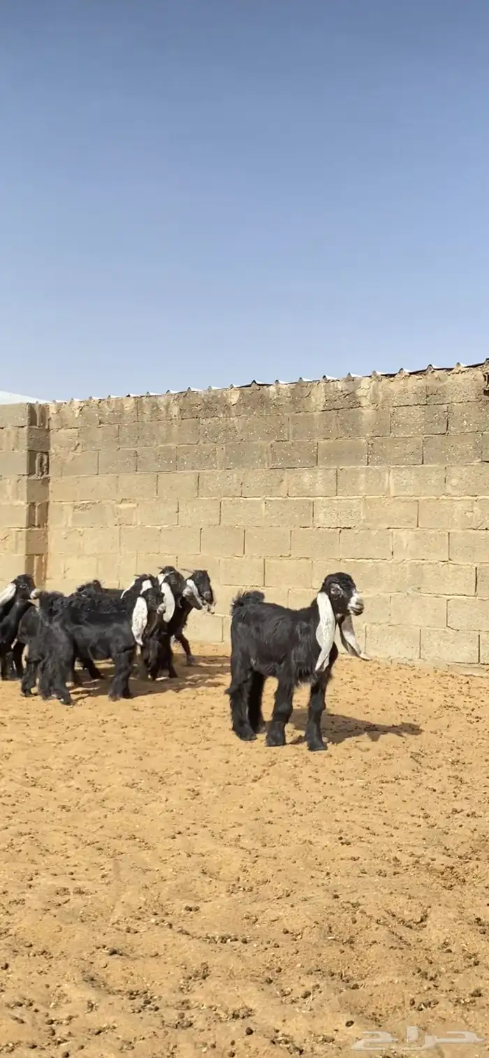 معزا عوارض خلفات فاخره 2