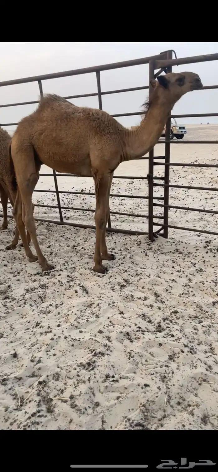 حوار كفو قعود 2