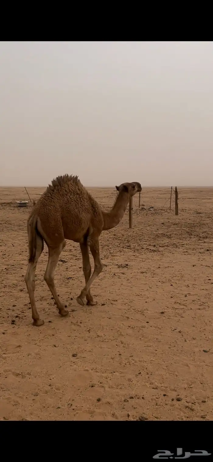 قعود العمر 4 اشهر 2