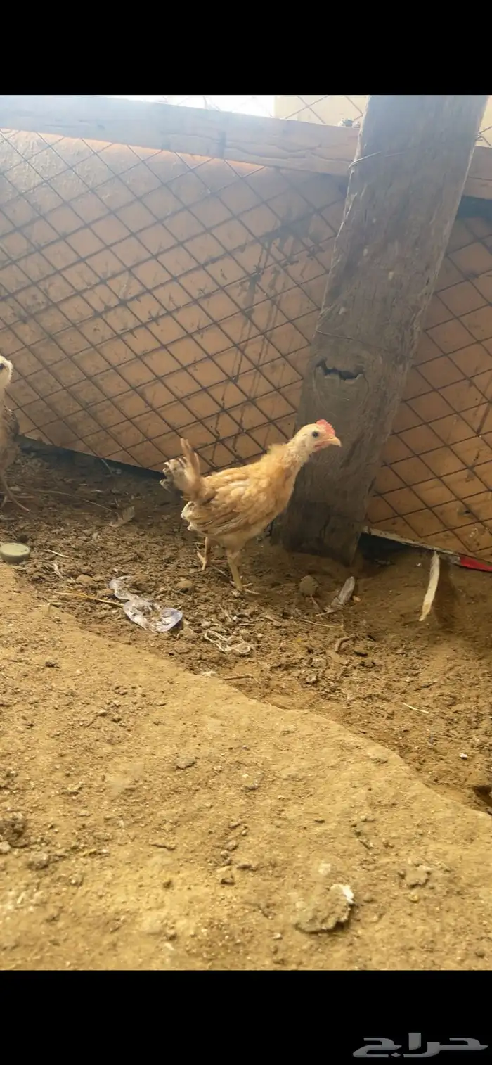 صيصان فروخ دجاج بلدي 0
