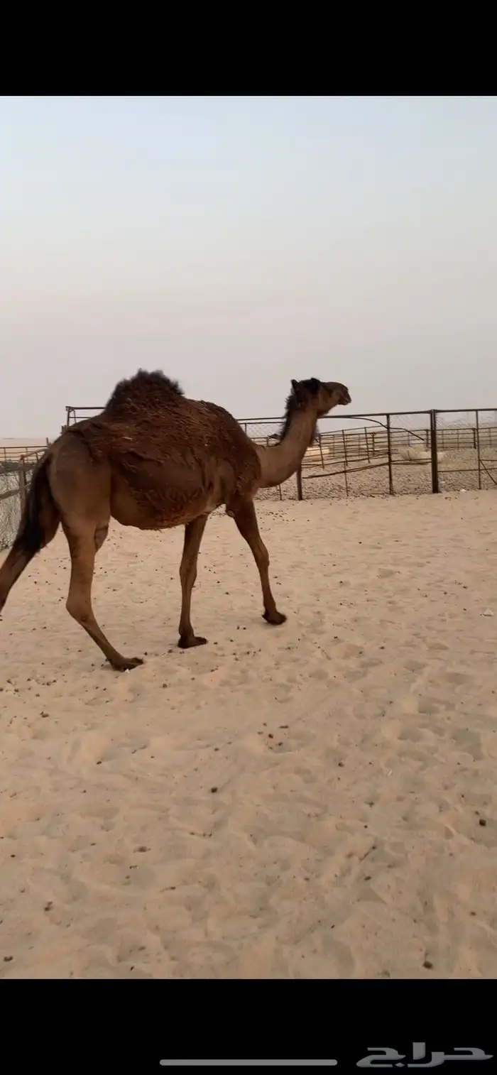 للبيع ابل لقحات 1